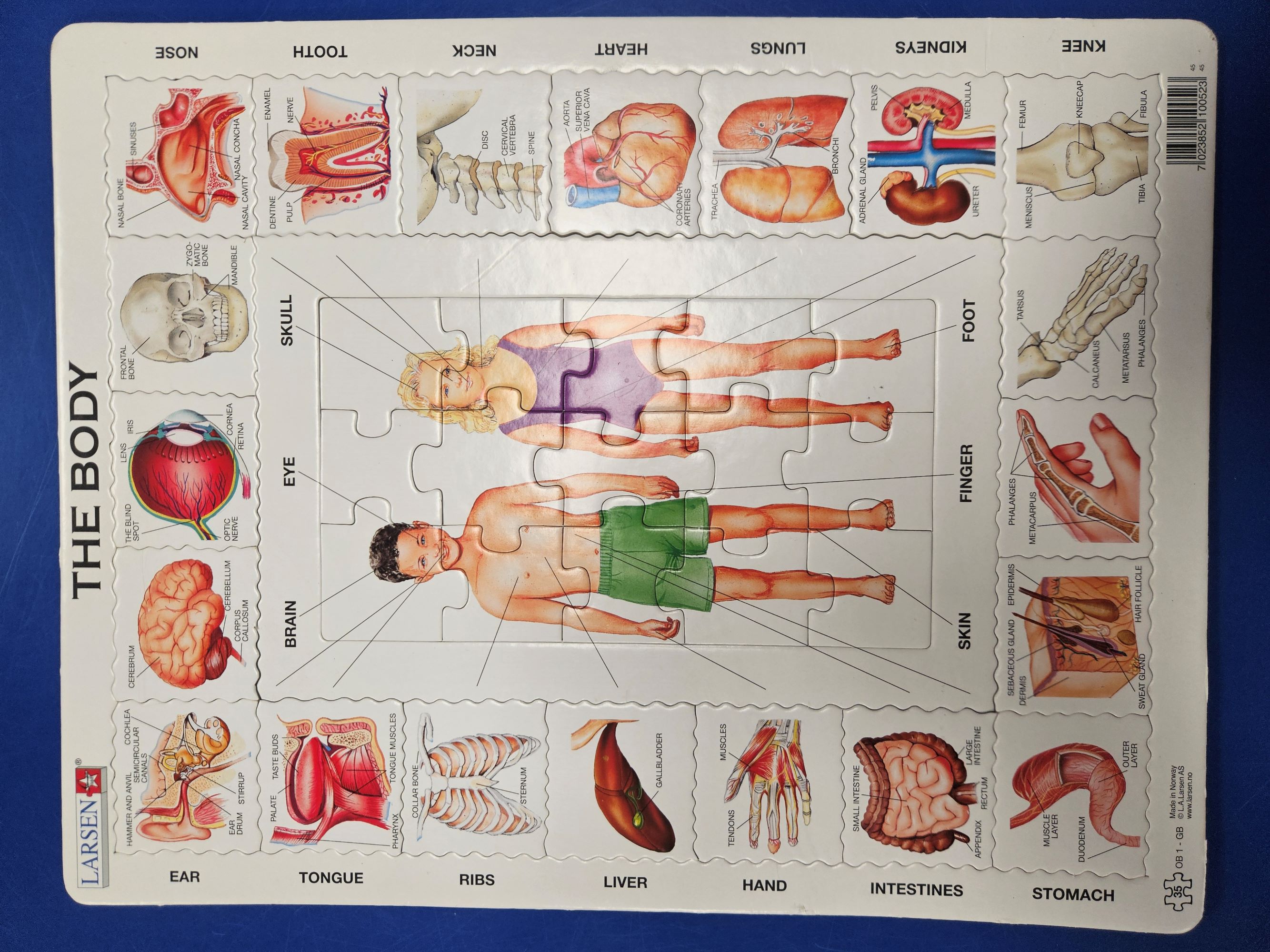 The Human Body Puzzle